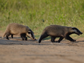 Смотреть фото Барсук Фото Барсук