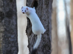 Смотреть фото Горностай Фото Горностай