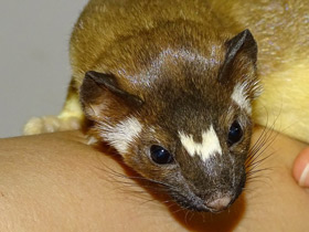 Фото Длиннохвостая ласка