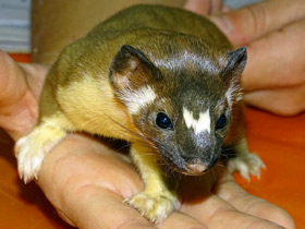 Фото Длиннохвостая ласка