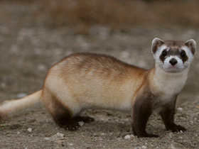 Смотреть фото Черноногий хорёк Фото Черноногий хорёк
