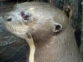 Смотреть фото Гигантская выдра Фото Гигантская выдра