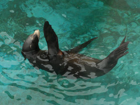 Смотреть фото Северный морской котик Фото Северный морской котик