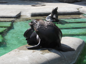 Смотреть фото Северный морской котик Фото Северный морской котик