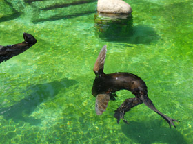 Смотреть фото Северный морской котик Фото Северный морской котик