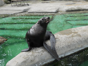 Смотреть фото Северный морской котик Фото Северный морской котик