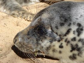 Смотреть фото Серый тюлень Фото Серый тюлень