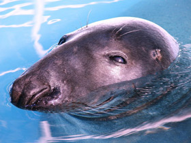 Смотреть фото Серый тюлень Фото Серый тюлень