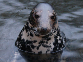 Смотреть фото Серый тюлень Фото Серый тюлень