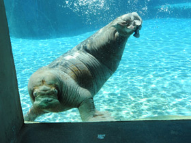 Смотреть фото Морж Фото Морж