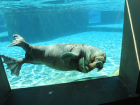 Смотреть фото Морж Фото Морж