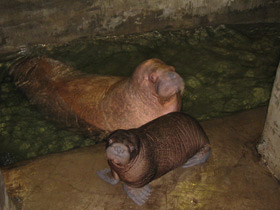 Фото «Мама, возьми меня на ручки!»