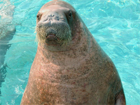 Смотреть фото Кошки или собаки? Фото Кошки или собаки?