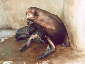 Смотреть фото Калифорнийский морской лев Фото Калифорнийский морской лев