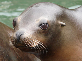 Калифорнийский морской лев Калифорнийский морской лев