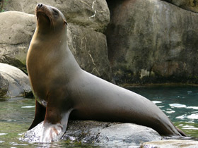 Смотреть фото Морские львы Дурова Фото Морские львы Дурова