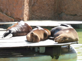 Смотреть фото Калифорнийский морской лев Фото Калифорнийский морской лев