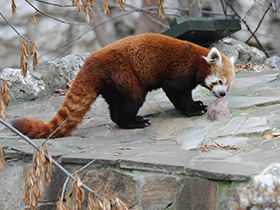 Смотреть фото Малая Панда Фото Малая Панда