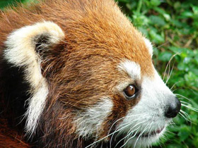 Смотреть фото Малая Панда Фото Малая Панда