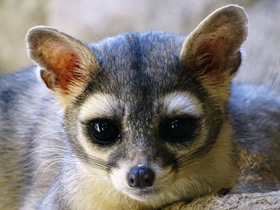 Североамериканский какомицли Североамериканский какомицли