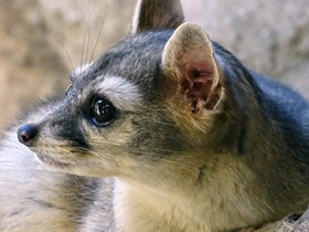 Смотреть фото Североамериканский какомицли Фото Североамериканский какомицли