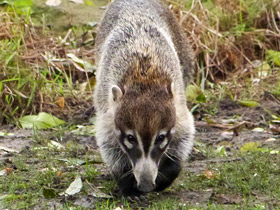 Смотреть фото Обыкновенная носуха: крупный мелкий хищник Фото Обыкновенная носуха: крупный мелкий хищник