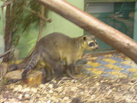 Смотреть фото Обыкновенная носуха Фото Обыкновенная носуха