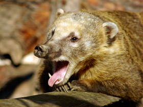 Обыкновенная носуха: крупный мелкий хищник Обыкновенная носуха: крупный мелкий хищник