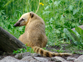 Смотреть фото Обыкновенная носуха: крупный мелкий хищник Фото Обыкновенная носуха: крупный мелкий хищник