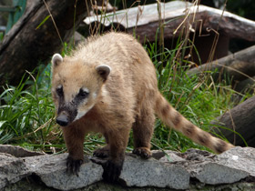 Смотреть фото Обыкновенная носуха: крупный мелкий хищник Фото Обыкновенная носуха: крупный мелкий хищник