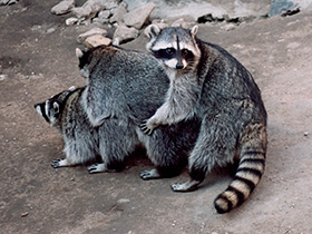 Смотреть фото Малыши с зеленой площадки Фото Малыши с зеленой площадки