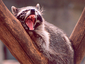 Смотреть фото Енот-полоскун Фото Енот-полоскун