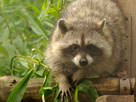 Смотреть фото Енот-полоскун: жизнерадостный чистюля Фото Енот-полоскун: жизнерадостный чистюля