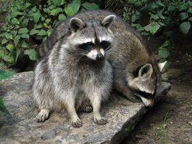 Смотреть фото Енот-полоскун: жизнерадостный чистюля Фото Енот-полоскун: жизнерадостный чистюля