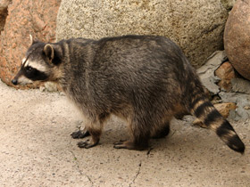 Смотреть фото Енот-полоскун: жизнерадостный чистюля Фото Енот-полоскун: жизнерадостный чистюля