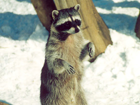 Енот-полоскун Енот-полоскун