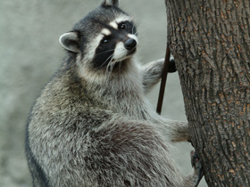 Смотреть фото Енот-полоскун Фото Енот-полоскун