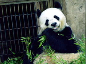 Смотреть фото Большая панда (Бамбуковый медведь) Фото Большая панда (Бамбуковый медведь)