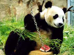 Смотреть фото Чья семья самая дружная? Самые верные животные Фото Чья семья самая дружная? Самые верные животные