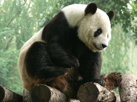 Смотреть фото Большая панда (Бамбуковый медведь) Фото Большая панда (Бамбуковый медведь)