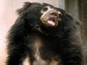 Смотреть фото Губач Фото Губач