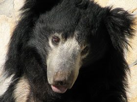 Губач Губач