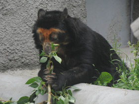 Смотреть фото 10 интересных фактов о медведях Фото 10 интересных фактов о медведях