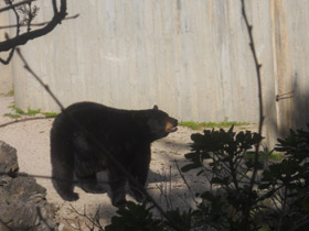 Смотреть фото Американский черный медведь Фото Американский черный медведь