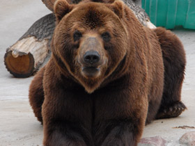 Смотреть фото Бурый медведь Фото Бурый медведь