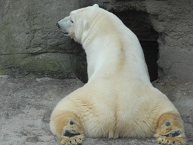 Смотреть фото 10 интересных фактов о медведях Фото 10 интересных фактов о медведях