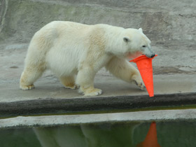 Смотреть фото Белый медведь Фото Белый медведь