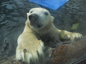 Смотреть фото 10 интересных фактов о медведях Фото 10 интересных фактов о медведях