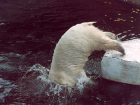 Белый медведь Белый медведь