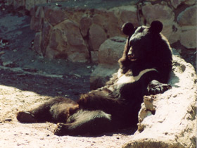 Смотреть фото Гималайский медведь Фото Гималайский медведь